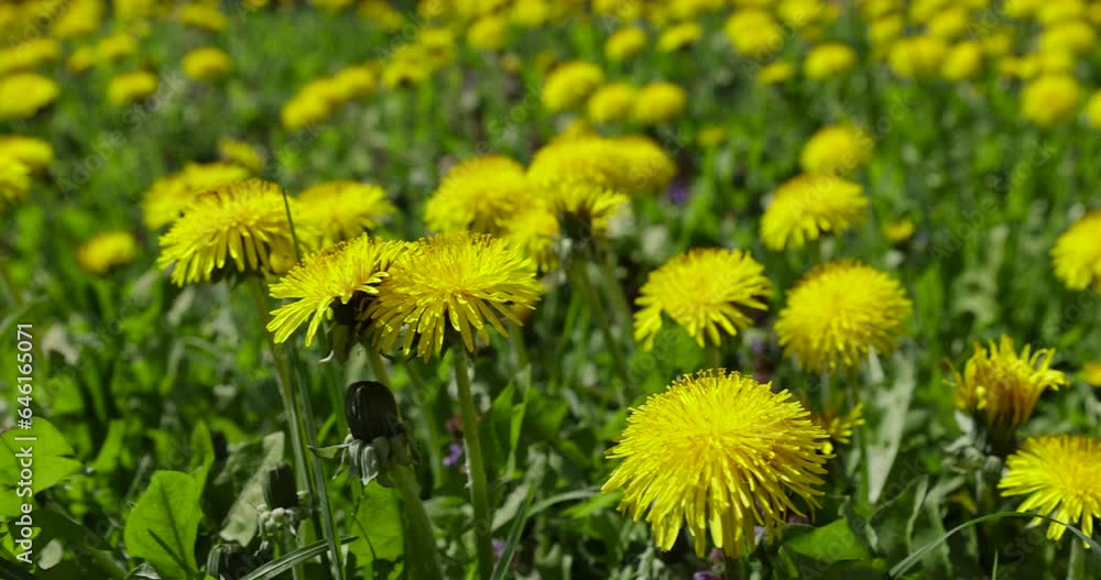 spring yellow dandelions in sunny weather, close-up of yellow dandelions spring yellow dandelions in sunny weather, close-up of yellow dandelions