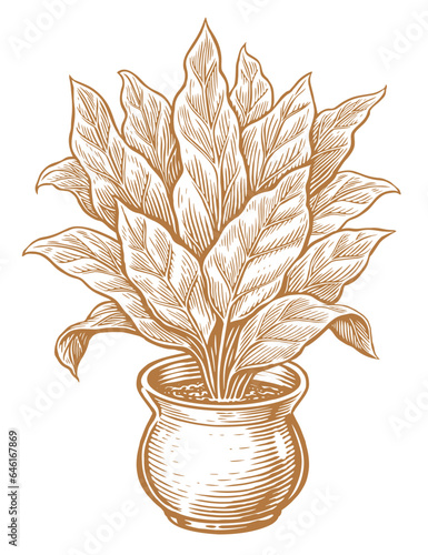 Indoor plant with large leaves in a flower pot. Houseplant vector illustration vintage engraving style