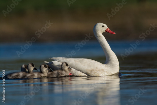 Coscoroba swan with cygnets swimming in a lagoon   La Pampa Province  Patagonia  Argentina.