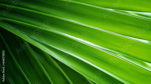 close up green palm leaf texture  leaf of Bottle Plam tree  ornamental plants in the garden   Generative AI