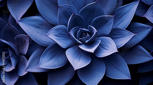 Succulent species agave attenuata leaves details, top view. Dragon plant. Cactus natural abstract floral pattern background, dark blue toned. luxuriant : Generative AI