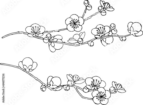 梅の花の線画2