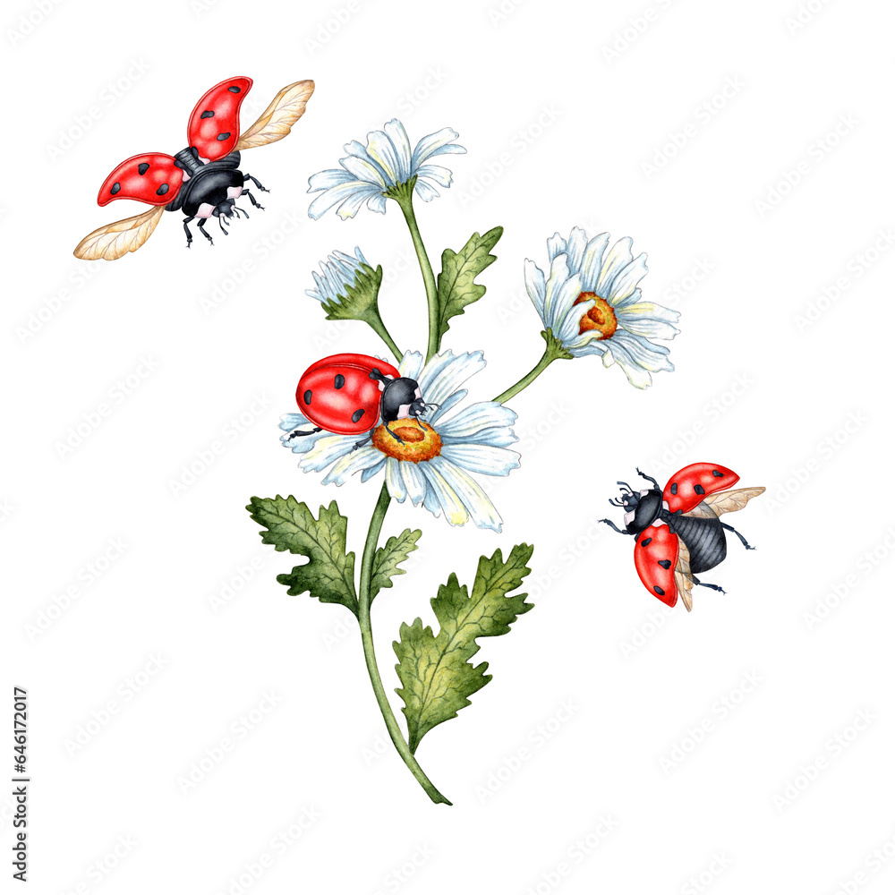 Watercolor illustration sprig of white daisies and red ladybugs. Meadow flower arrangement of flying insects and chamomile. Great pattern for kitchen, home decor, stationery, wedding invitations. Watercolor illustration sprig of white daisies and red ladybugs. Meadow flower arrangement of flying insects and chamomile. Great pattern for kitchen, home decor, stationery, wedding invitations.