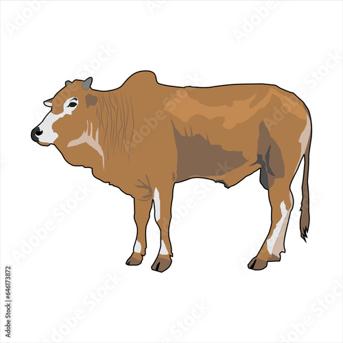 The Male Brown Bull
