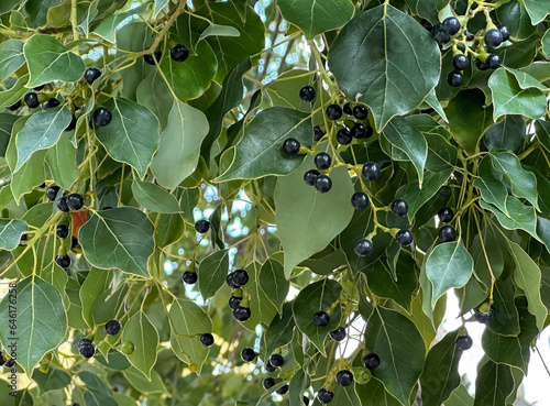 The fruits of the camphor tree (lat. - Cinnamomum camphora) photo