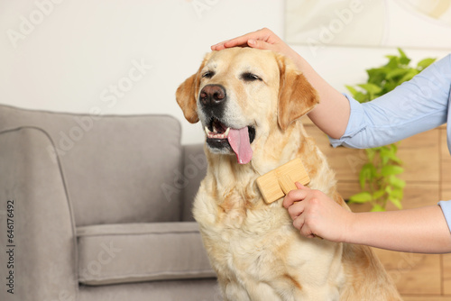 Woman brushing cute Labrador Retriever dog at home, closeup. Space for text