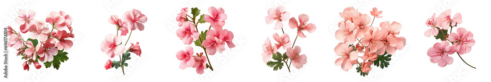 Png Set Rose Geranium flowers newly picked on a transparent background - obrazy, fototapety, plakaty 
