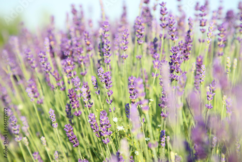 View of beautiful blooming lavender growing outdoors © New Africa