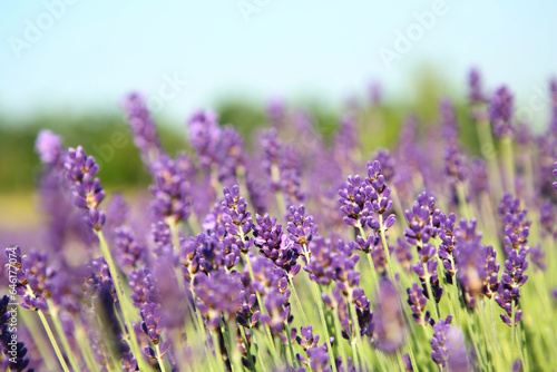 Beautiful blooming lavender growing in field, closeup. Space for text
