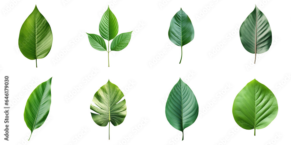 Fototapeta premium Png Set transparent background with isolated green leaf on it