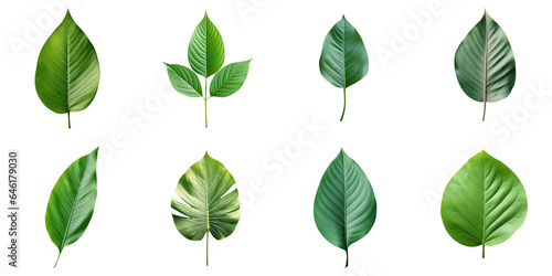 Png Set transparent background with isolated green leaf on it