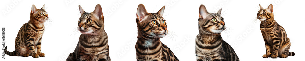 Png Set Young domestic brown spotted cat with tiger stripes sitting and gazing to the right isolated on a transparent background Png Set Young domestic brown spotted cat with tiger stripes sitting and gazing to the right isolated on a transparent background