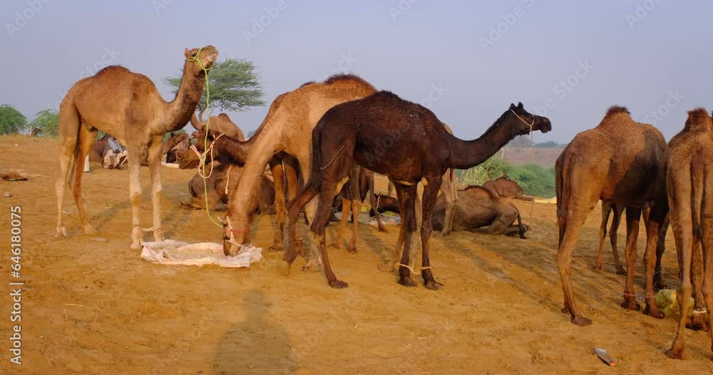 Famous indian camels trade Pushkar mela camel fair festival in field. Camels eating chewing at sunrise. Pushkar, Rajasthan, India. Horizontal panning Famous indian camels trade Pushkar mela camel fair festival in field. Camels eating chewing at sunrise. Pushkar, Rajasthan, India. Horizontal panning