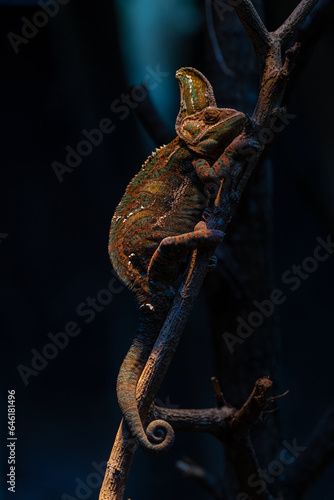 Lizard,dragon , Chameleon , Blue-crested Lizard , Indo-Chinese Forest Lizard