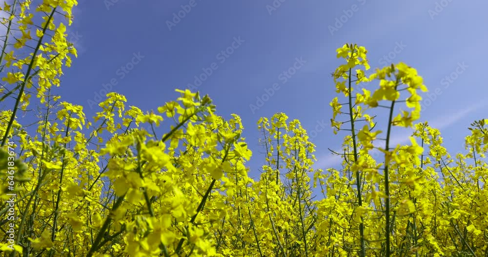 agricultural field where rapeseed is grown, rapeseed blooming with yellow flowers in the spring season agricultural field where rapeseed is grown, rapeseed blooming with yellow flowers in the spring season