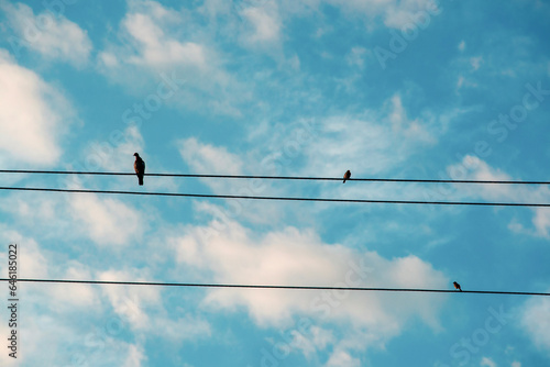 Birds on wires