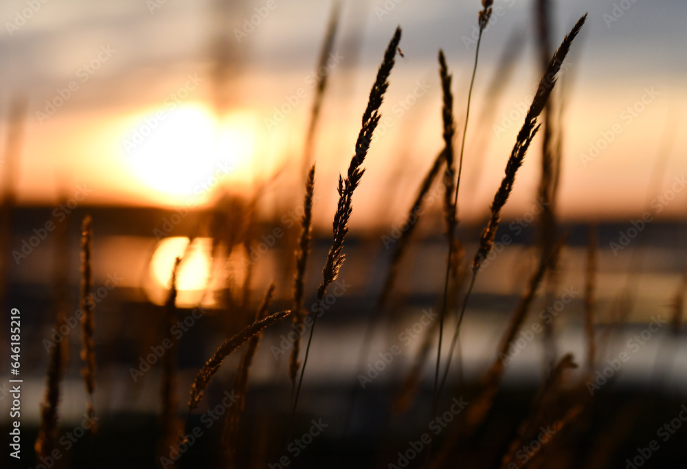 Close-up of grass during a sunset in Rimouski, Quebec, Canada Close-up of grass during a sunset in Rimouski, Quebec, Canada