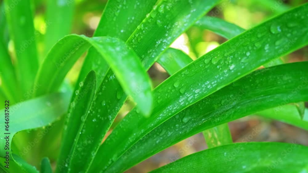 Juicy lush green grass leaves with drops of water dew droplets in the wind in morning light in spring summer outdoors close-up macro. Purity and freshness of nature concept background, copy space Juicy lush green grass leaves with drops of water dew droplets in the wind in morning light in spring summer outdoors close-up macro. Purity and freshness of nature concept background, copy space
