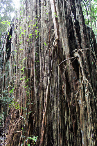Roots of the Curtain Fig Tree near Yungaburra in Far North Queensland, Australia photo