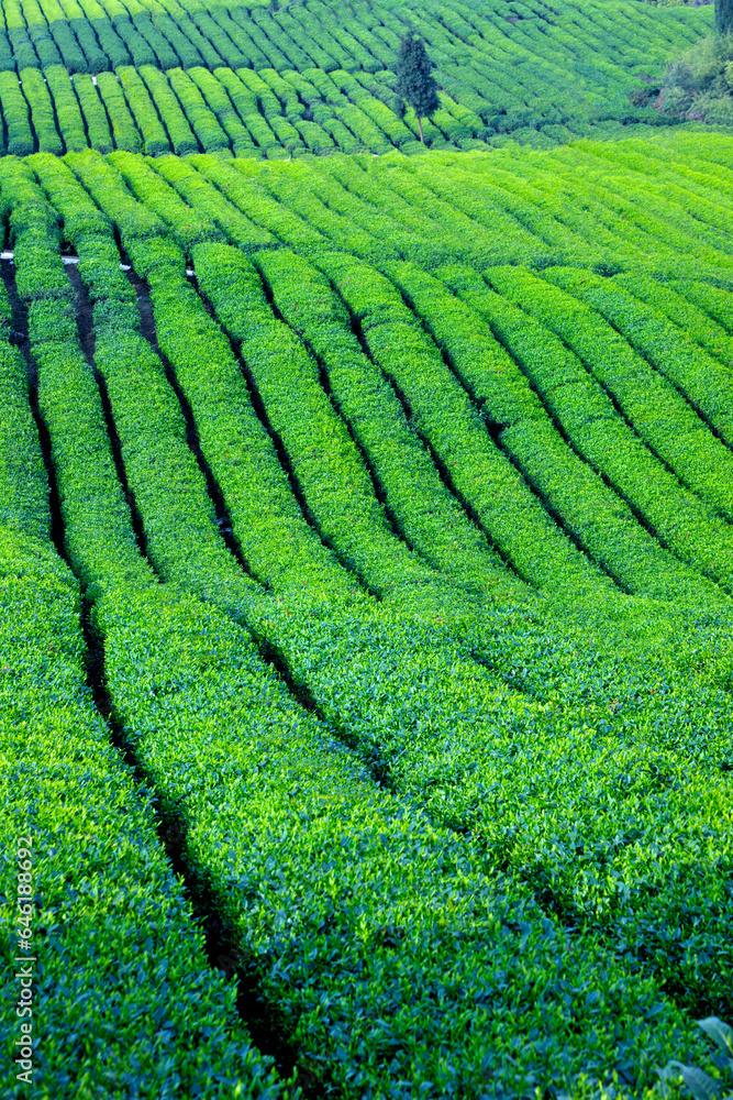Chongqing banan SAN tea garden Chongqing banan SAN tea garden