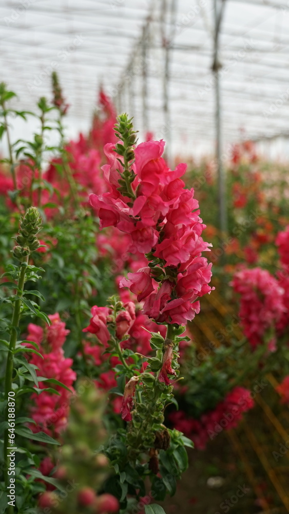 red and white flowers / Snapdragon