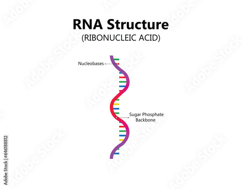 RNA (Ribonucleic acid). Structural formula of adenine, cytosine, guanine and uracil. Vector diagram for educational, medical, biological, and scientific use