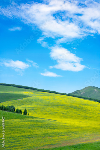 Inner Mongolia well-kown horqin right wing QianQi flowering rape