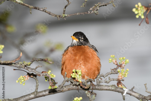 An American robin bird perched on a branch of a flowering tree during a cold raiiny spring day. photo