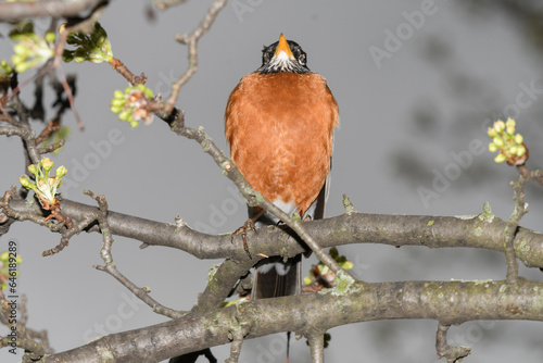 An American robin bird perched on a branch of a flowering tree during a cold raiiny spring day. photo