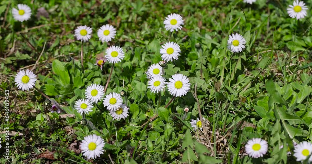 beautiful spring daisies in the green grass, a large number of small daisies with white petals beautiful spring daisies in the green grass, a large number of small daisies with white petals