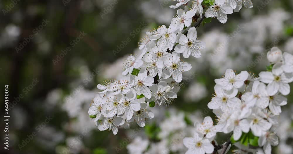 cherry in the orchard blooms with white flowers , beautiful white flowers on a fruit cherry during pollination cherry in the orchard blooms with white flowers , beautiful white flowers on a fruit cherry during pollination