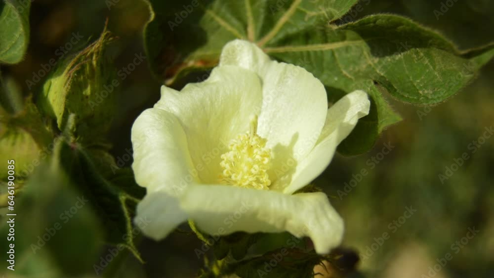 Gossypium herbaceum close up with fresh seed pods.Cotton boll hanging on plant.With Selective Focus on the Subject. Close up of white cotton flower.Raw Organic Cotton Growing at Cotton Farm Gossypium herbaceum close up with fresh seed pods.Cotton boll hanging on plant.With Selective Focus on the Subject. Close up of white cotton flower.Raw Organic Cotton Growing at Cotton Farm