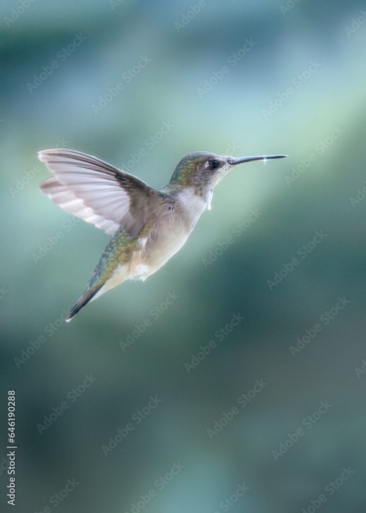 hummingbird in flight hummingbird in flight