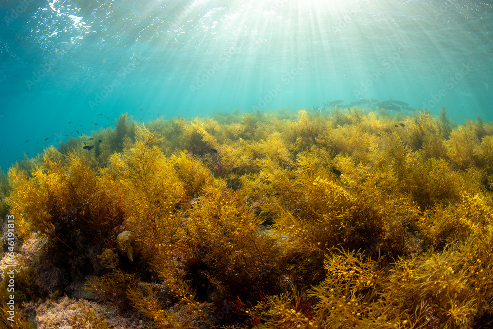 Seaweed forest Seaweed forest