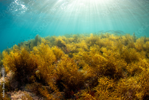 Seaweed forest
