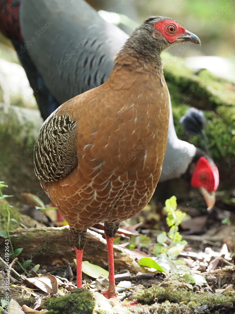 Fototapeta premium Male Silver Pheasant beside a small pond. Around a small pond there were rocks. There is moss on the rock.