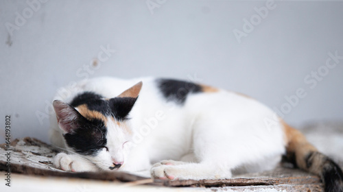 Cute cat resting on the wooden floor in the garden. Selective focus.