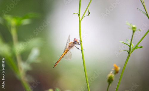 Dragonfly on a plant in the wild. Macro photography of nature.