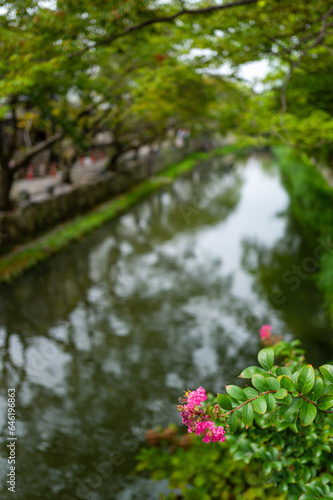 pond with flowers © Shoichiro Oka