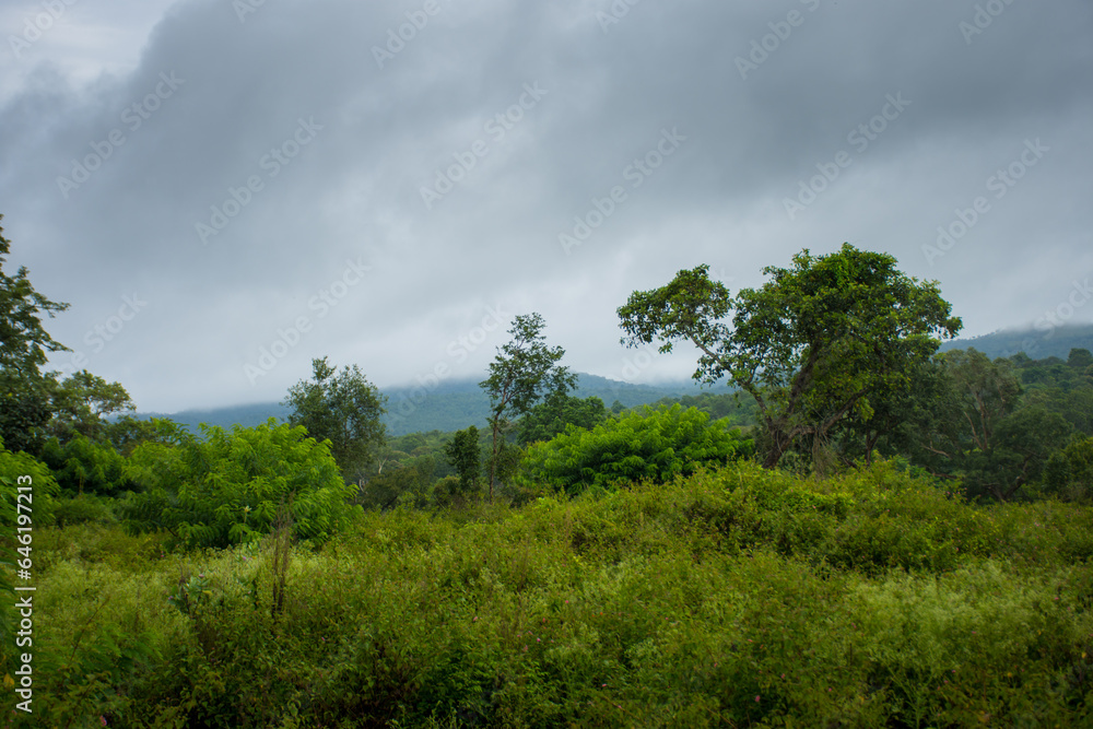 Bandipur National Park forest safari in Karnataka, India