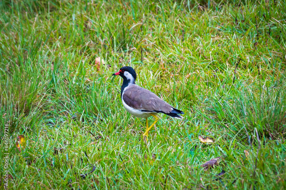 Obraz premium The red-wattled lapwing (Vanellus indicus) is an Asian lapwing or large plover, a wader in the family Charadriidae