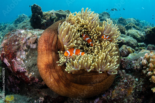 Fototapeta Naklejka Na Ścianę i Meble -  False Clown Anemonfish (Western Clownfish) - Amphiprion ocellaris living in an anemone. Underwater world of Tulamben, Bali, Indonesia.