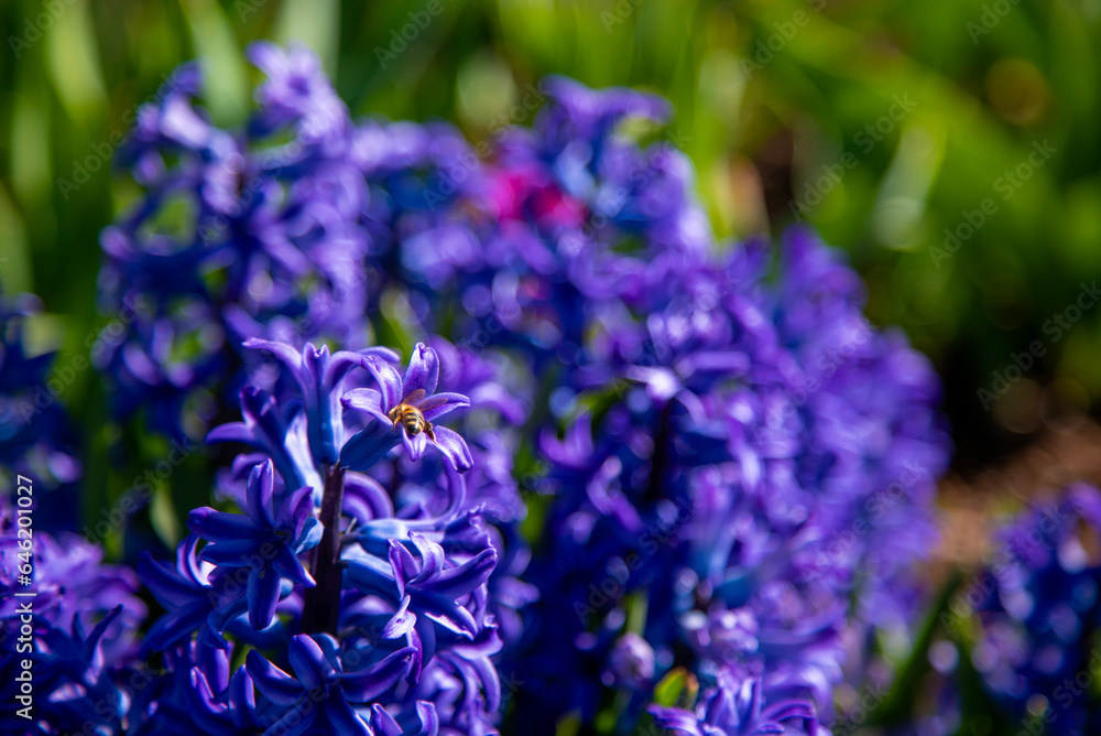 Fototapeta premium Bee on blue hyacinth flowers