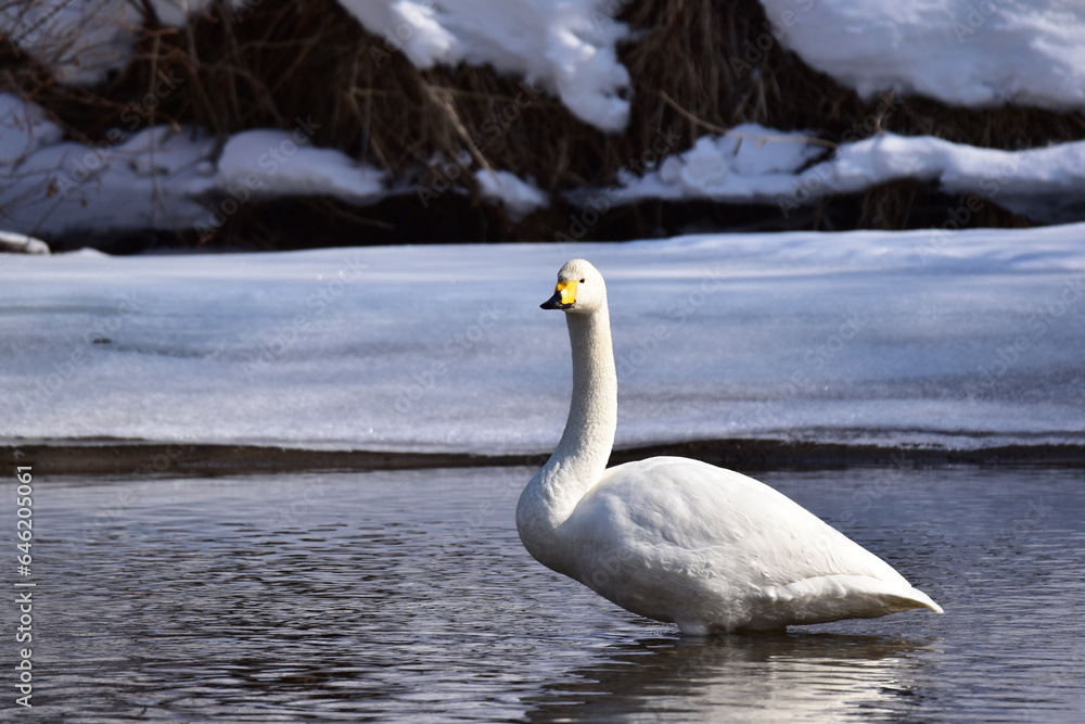 Obraz premium 浅い川に立つ白鳥