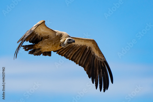 White-Backed Vulture in Flight in  Etosha National Park Namibia Africa