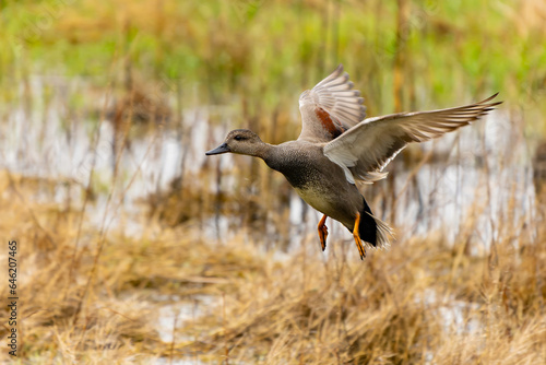 Male Gadwall Duck Takes Flight from Edmonds Marsh