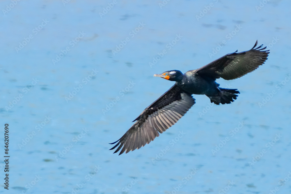 Double-Crested Cormorant in Flight Over Nisqually River Double-Crested Cormorant in Flight Over Nisqually River