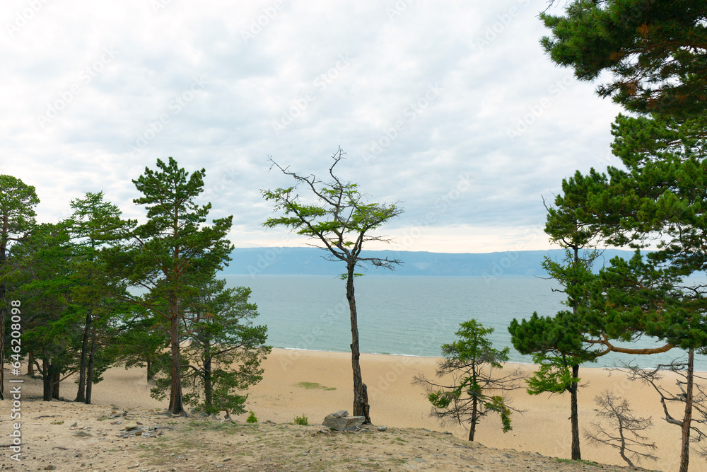 Fototapeta premium Larch Trees on the Sandy Beach of Lake Baikal