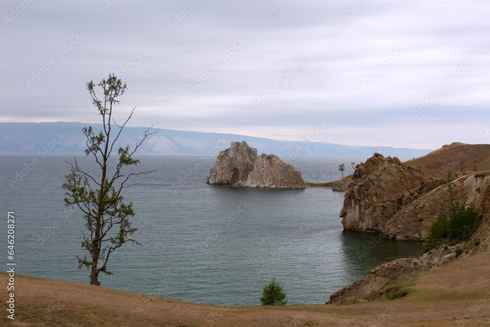 Fototapeta premium Lonely Larch on Lake Baikal Background