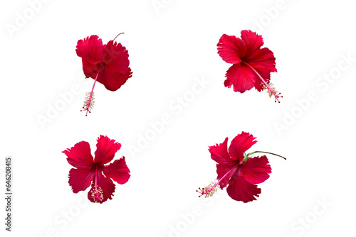 Close-up of a blooming red hibiscus flower isolated on transparent background png file.